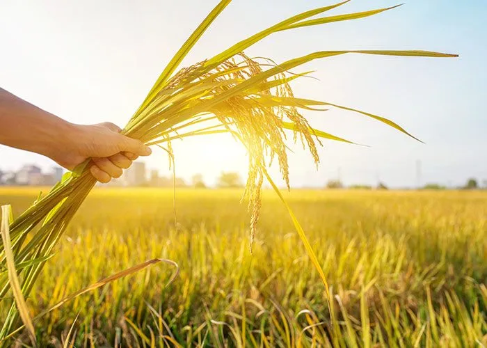 Eagle Valley Ag Risk Advisors, LLC – More Than Just Crop Insurance